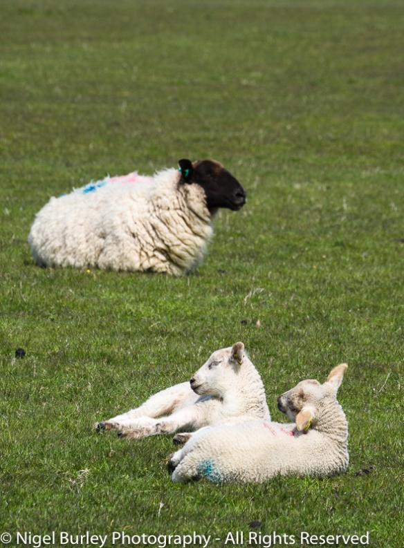 Sheep with Lambs